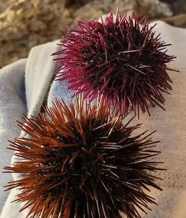 Castel Du Soleil, Bord De Mer, 4 Pers Appartement Saint-Cyr-sur-Mer